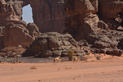 kikogo Travel